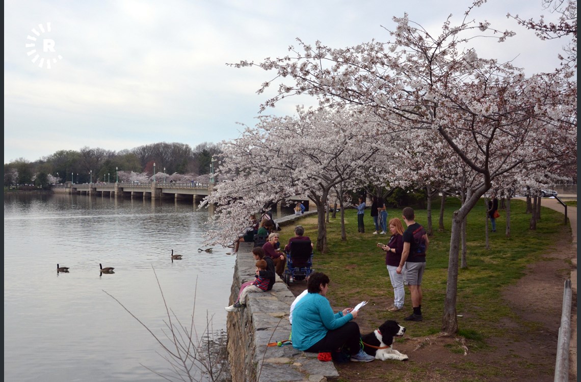 Cherry Blossom kicks off amid COVID-19 outbreak 